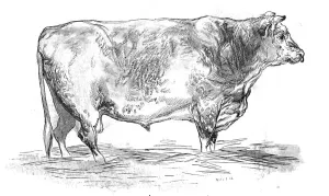 Mr. J. Coopers short-horned bull, 1844. Creator: Unknown