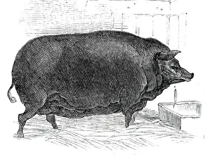 Mr. J. Houses Dorsetshire sow, 1844. Creator: Unknown