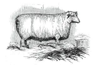 Fleece Prints: Mr. J. Lintons Lincoln and Leicester Ewe, 1844. Creator: Unknown
