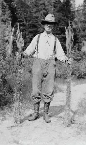 Alaska Prints: Mr. Johnson holding stalks of timothy, 1916. Creator: Unknown