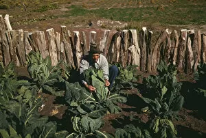 Vegetable Gallery: Mr. Leatherman, homesteader, tying up cauliflower, Pie Town, New Mexico, 1940. Creator: Russell Lee