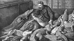 Captivity Gallery: Mr M. Fernolet Feeding Crocodiles in a Menagerie, at Bone Algeria, 1888. Creator: Unknown