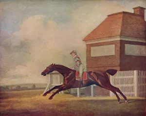 Speed Prints: Mr. Ogilvys Bay Racehorse Trentham at Newmarket with Jockey up