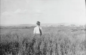Crop Prints: Mr. Rickert in grain field on his farm, between c1900 and 1916. Creator: Unknown