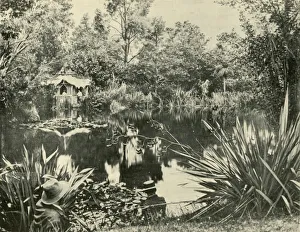 Pavilion Prints: Mr. Ryans Gardens, Mount Macedon, Victoria, 1901. Creator: Unknown