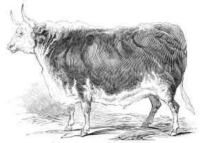 Cattle Show Prints: Mr. Seniors 4 years and [?] months old Hereford ox - prize £20, 1844