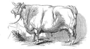 Cattle Show Prints: Mr. Smiths 3 years and 3 / 4 months old short-horned steer - prize £20