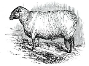 Wool Gallery: Mr. T. Huttons Hampshire Down ram, 1844. Creator: Unknown