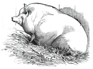 Mr. T. M. Goodlakes Wadley boar, 1844. Creator: Unknown