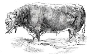 Cattle Show Prints: Mr. W. Brines long-horned bull, 1844. Creator: Unknown