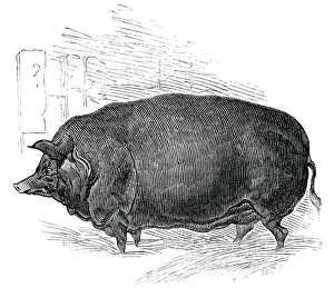Mr. W. F. Hobbes improved Essex boar, 1844. Creator: Unknown