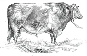 Mr. W. Foulds short-horned bull, 1844. Creator: Unknown