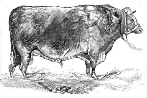 Mr. W. Foulds's short-horned bull, 1844. Creator: Unknown Mr. W. Foulds's short-horned bull, 1844. Creator: Unknown