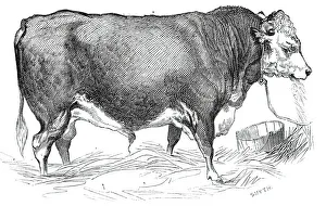 Mr. W. Perrys Hereford bull, 1844. Creator: Unknown