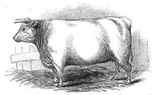 Cattle Market Prints: Mr. W. Trinders 3 yrs. 10 mo. Old Durham heifer... 1845. Creator: Unknown