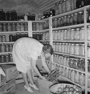 Larder Collection: Mrs. Botner arranging her storage cellar, Nyssa Heights, Malheur County, Oregon, 1939