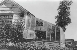 Greenhouse Prints: Mrs. Frank Clark's green house, between c1900 and 1916. Creator: Unknown