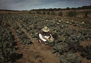 Mrs. Jim Norris with homegrown cabbage, one of the many vegetables... Pie Town, New Mexico, 1940. Creator: Russell Lee