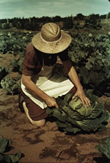 Agricultural Worker Collection: Mrs. Norris with homegrown cabbage, one of the many vegetables... Pie Town, New Mexico, 1940