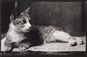 Platinum Print On Paper Gallery: Mrs. Thomas Eakinss Cat, c. 1880-1890. Creator: Thomas Eakins