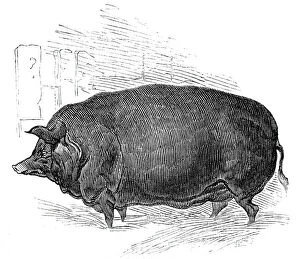 Boar Gallery: Mr.W. F. Hobbes improved Essex boar, 1844. Creator: Unknown