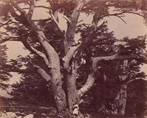 Cedar Gallery: Mt. Liban. Tronc d un des Cedres de Salomon, 1850-53. Creator: Ernest Benecke