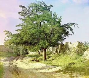 Central Asian Prints: Mulberry tree, Samarkand, between 1905 and 1915