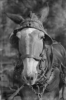 Mule, Hale County, Alabama, 1936. Creator: Walker Evans