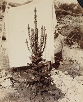 Mullein in Bloom, c. 1897-1899. Creator: Eugene Atget (French, 1857-1927)