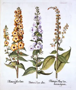 Mullein, genus Verbascum, from Hortus Eystettensis, by Basil Besler (1561-1629), pub Mullein, genus Verbascum, from Hortus Eystettensis, by Basil Besler (1561-1629), pub