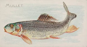 Mullet, from the Fish from American Waters series (N8) for Allen &