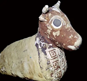 Mummification Prints: Mummified bull, from Thebes, Egypt, Roman Period, after 30 BC