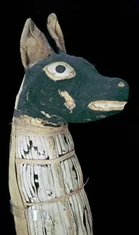 Anubis Collection: Mummy of a dog possibly representing Anubis
