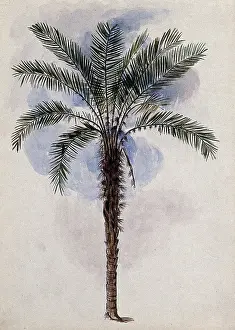 Guyana Prints: Murumuru palm tree (Astrocaryum murumuru Mart) in Guyana