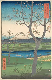 Cherry Trees Prints: Musashi, Koshigaya Zai, 4th month horse year 1858