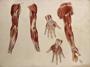 Mongrdien Prints: Muscles of the arm and hand: five ecorche figures, 1880. Creator: Adele Mongredien