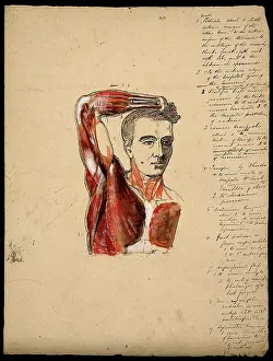 Muscles of the arm, shoulder and chest, front view: male ecorche figure holding right... 1800-1899. Creator: Unknown