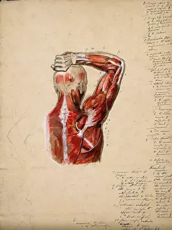 Muscles of the arm, shoulder and chest, back view: male ecorche figure holding right... 1800-1899. Creator: Unknown