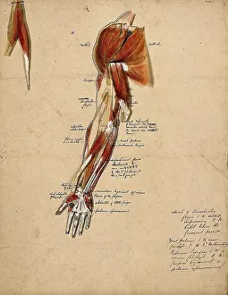 Shoulder Prints: Muscles of the arm, shoulder and hand, front view, 1800-1899. Creator: Unknown