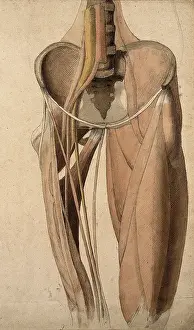 Muscles Prints: Muscles, bones and blood-vessels (?) of the pelvis, 1815. Creator: Charles Landseer