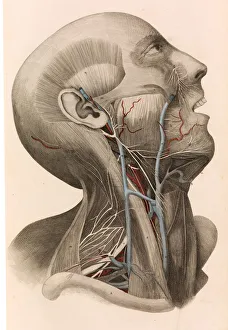 Muscles and circulation of the head and neck, 1822-26. Creator: William Home Lizars Muscles and circulation of the head and neck, 1822-26. Creator: William Home Lizars
