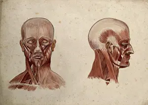Mongrdien Prints: Muscles of the head and neck: two ecorche figures, 1880. Creator: Adele Mongredien