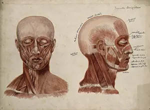 1880 Prints: Muscles of the head and neck: two ecorche figures, 1880. Creator: Jeannette Mongredien