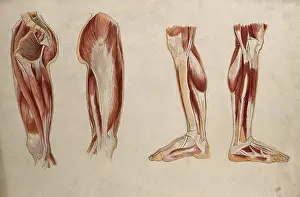 Muscles of the leg and foot: four ecorche figures, 1880. Creator: Adele Mongredien