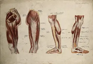 1880 Prints: Muscles of the leg and foot: four ecorche figures, 1880. Creator: Jeannette Mongredien