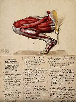 Crouching Prints: Muscles of the leg and foot: medial side view