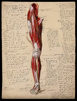 Muscles of the leg and foot: front view, 1800-1899. Creator: Unknown