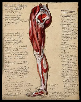 Bottom Prints: Muscles of the leg and foot: side view, 1800-1899. Creator: Unknown