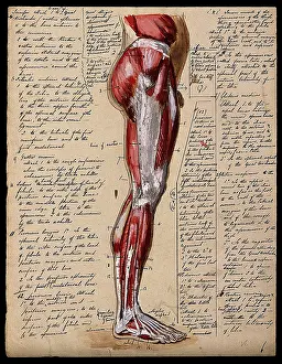 Muscles of the leg and foot: side view, 1800-1899. Creator: Unknown