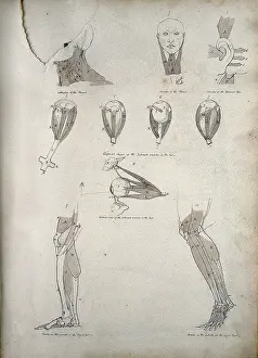 Neck Prints: Muscles of the neck, ear, eye, and lower limb: ten figures